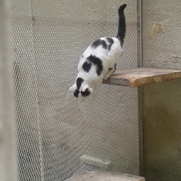 cat game