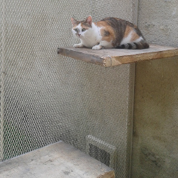 Chat perché