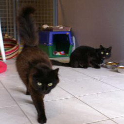 Chats en box familial 