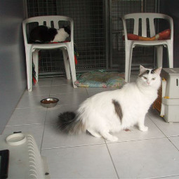 Famille de chats