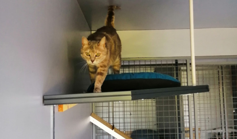 box avec mezzanine
