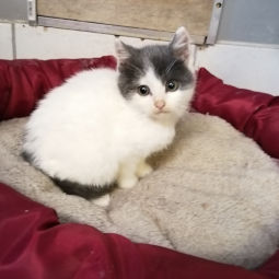 chaton